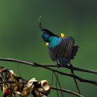 Loten's sunbird