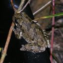 Cope's Gray Treefrog