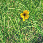 Prairie Coreopsis