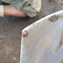 Spotted Lady Beetle