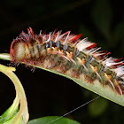 White morpho caterpillar, pupating