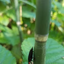 Black Lampyrid Firefly