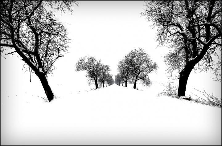 Viale del silenzio di flaviogallinaro