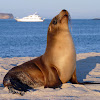 Galápagos sea lion