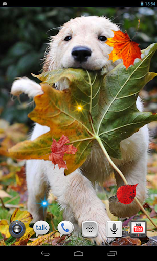 Autumn Dogs Songs HD LWP