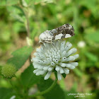 Exposed Bird Dropping Moth