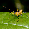 Yellow Assassin Bug Nymph