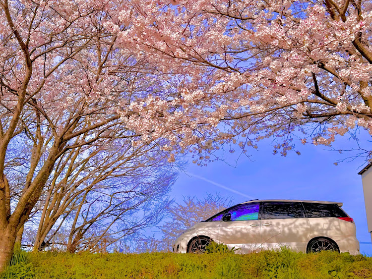 エスティマのサクラと愛車・エスティマ50・桜とコラボ・discover_ctに関するカスタム事例の投稿画像8枚目