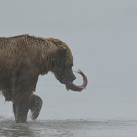 Orso pescatore nella nebbia di 