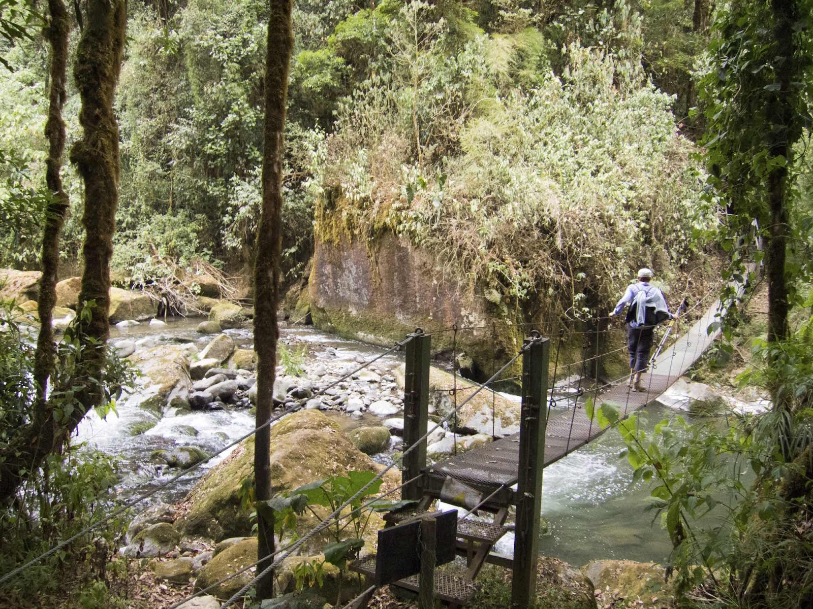 Dantica Forest, Costa Rica