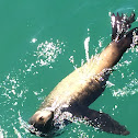 California Sea Lion