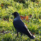 Western jackdaw