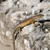 African five-lined skink