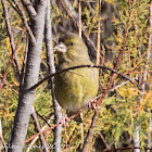 Greenfinch