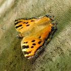 Large Tortoiseshell