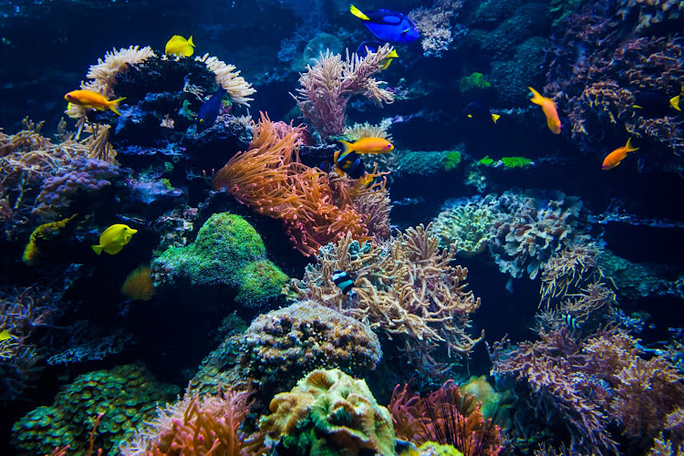 A study showed that 14% of the world's coral on reefs was already lost between 2009 and 2018. File photo.