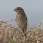 House Sparrow