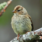 White-crowned sparrow (juvenile)