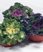 http://www.stokeseeds.com/uploads/product/38332/medium301.jpg