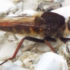 unknown Robber Fly