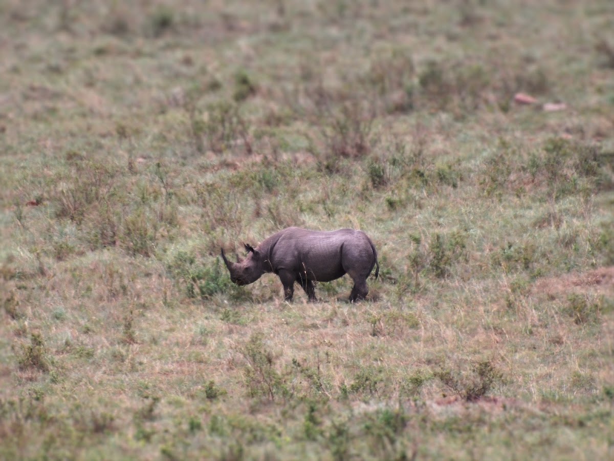 Black rhinoceros