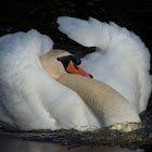 Mute Swan