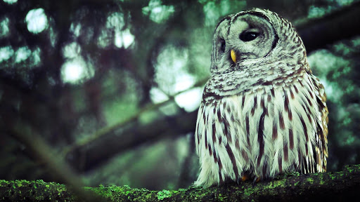 Owl Pack 2 Wallpaper Animals