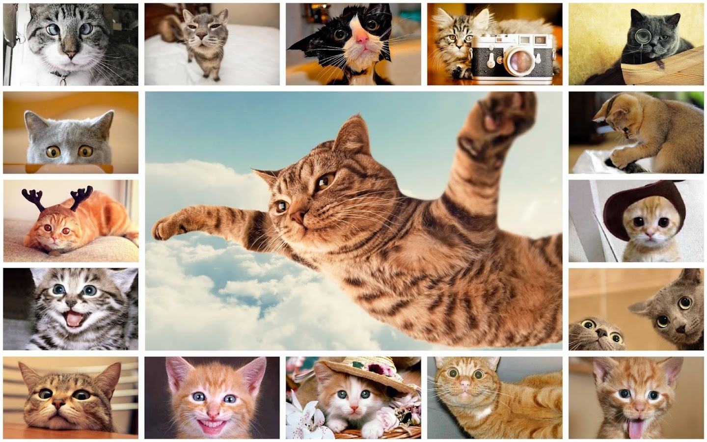 Gambar Kucing Lucu Apl Android Di Google Play