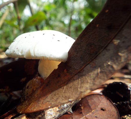 unknown toadstool