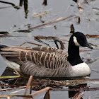 Canada goose