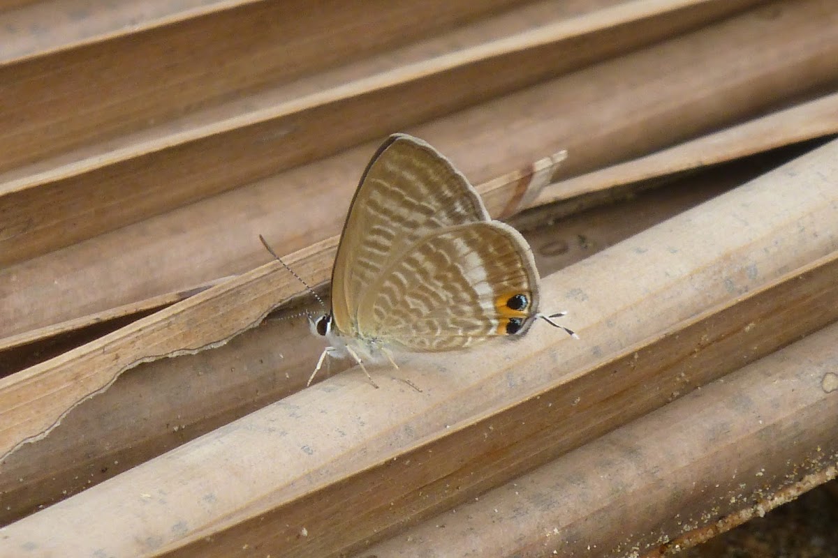 Pea Blue / Long-tailed Blue