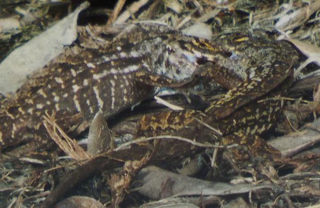 Brown Anoles