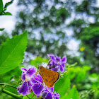 Dark Palm Dart