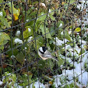 Black-capped Chickadee