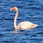 Greater Flamingo