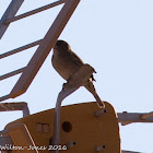 House Sparrow; Gorrión Común