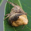 TreeStump Spider