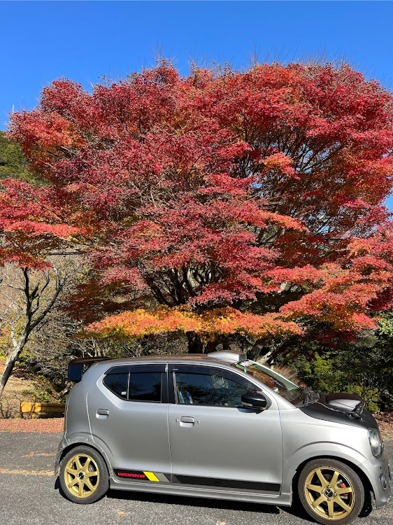 アルトワークスのドライブ・まだ紅葉🍁・初めて見たこの木の綺麗な紅葉🍁・癒された😊🍁・いい27の日に関するカスタム事例の投稿画像5枚目