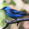 Blue Dacnis