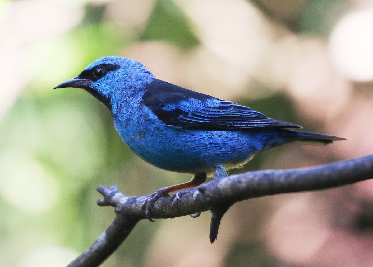 Blue Dacnis