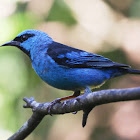 Blue Dacnis