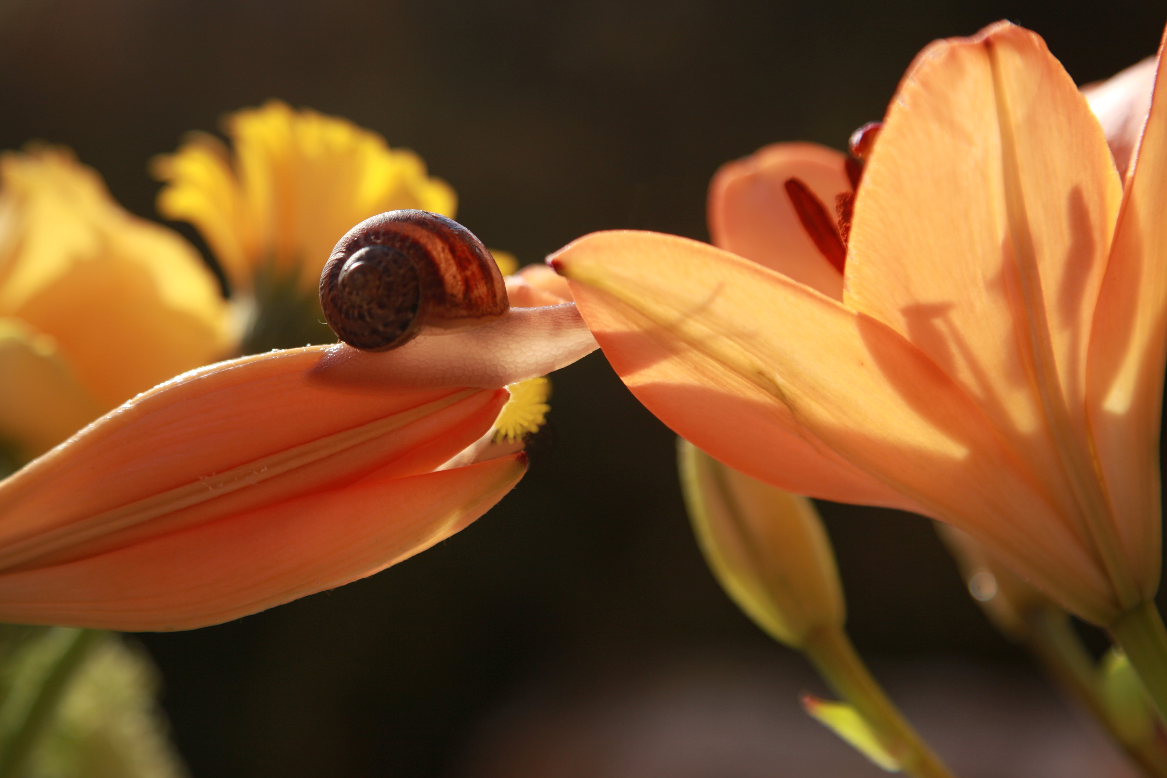 I fiori d'autunno (e i loro ospiti) di Giovanna_Tamponi