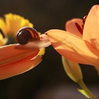 I fiori d'autunno (e i loro ospiti) di 