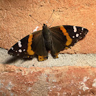 Red Admiral