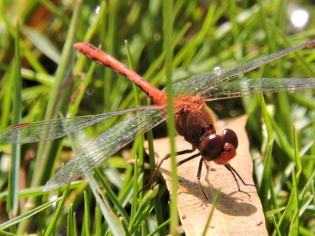 Wandering Percher