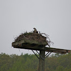 Western Osprey