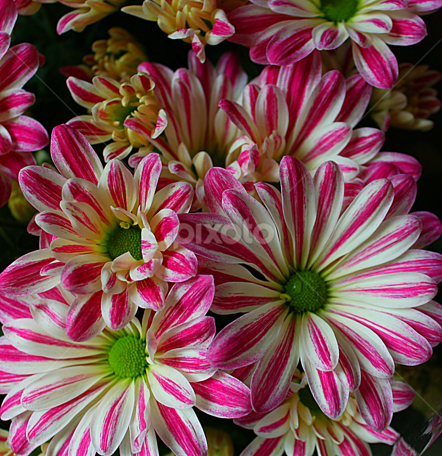 Multicolored Malaysian Mums Flower