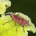 Palm weevil