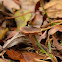 Fawn Cortinarius