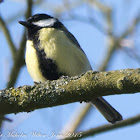 Great Tit